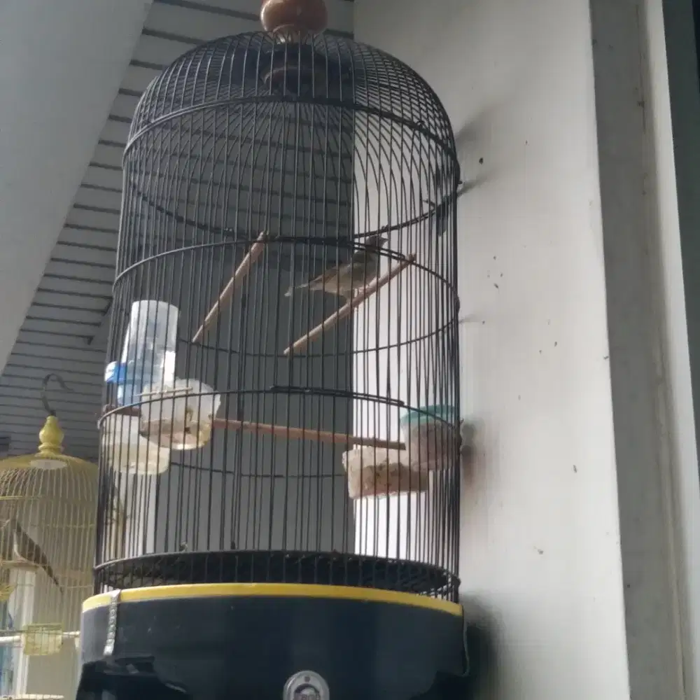 blastrut edisi bu .n resiskin dijual fuset