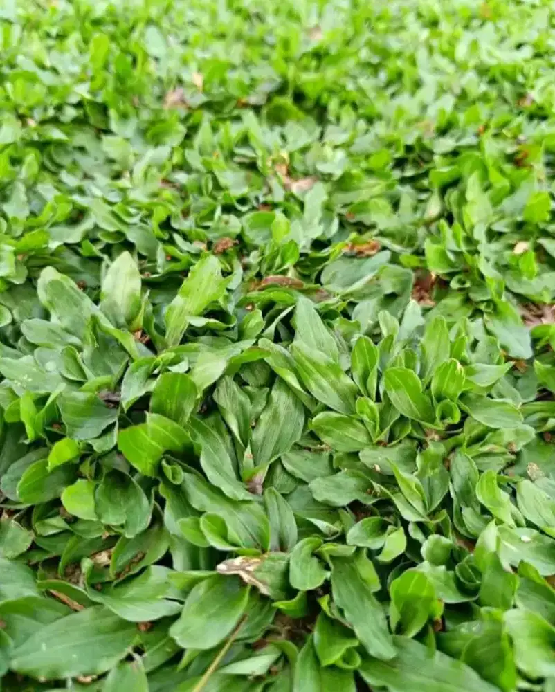 Jual rumput hias gajah mini
