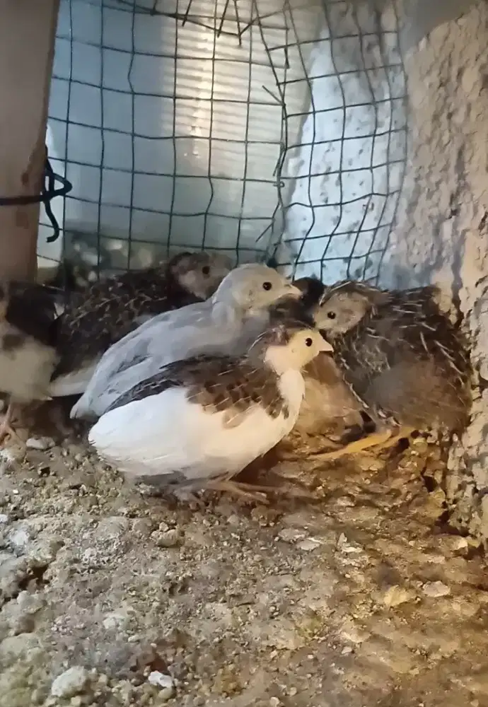 Puyuh hias batu Remaja 10ekor