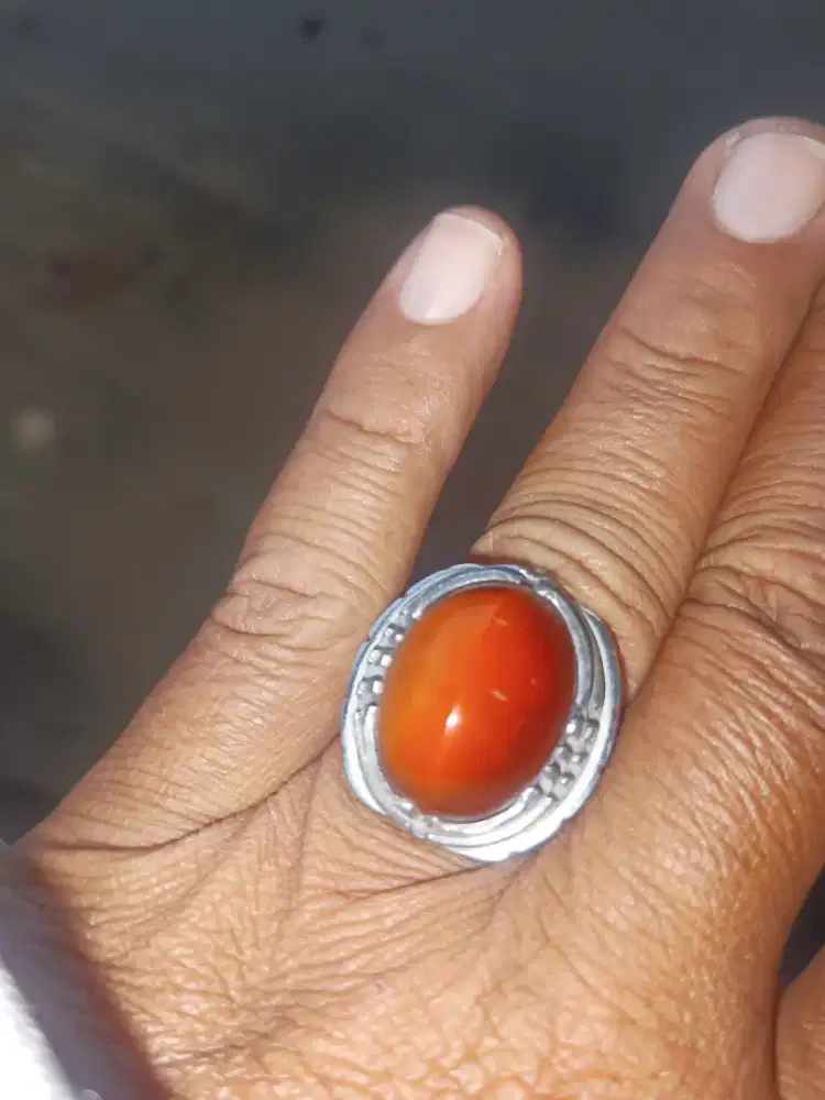 Pandan Merah Kapas Ukuran sedang Khusus yang Hoby koleksi