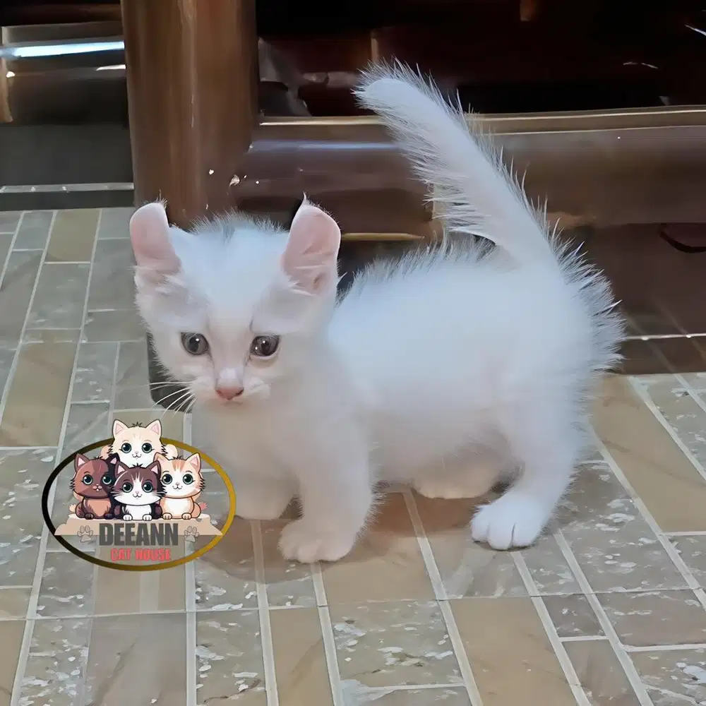 Kucing Munchkin Kinkalow Curly