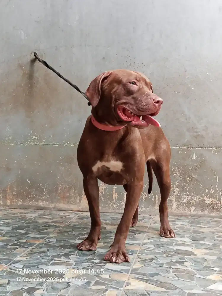 American Pitbull Terrier Betina Remaja 9bln