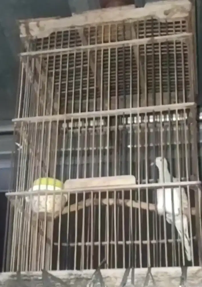 perkutut silver mata merah