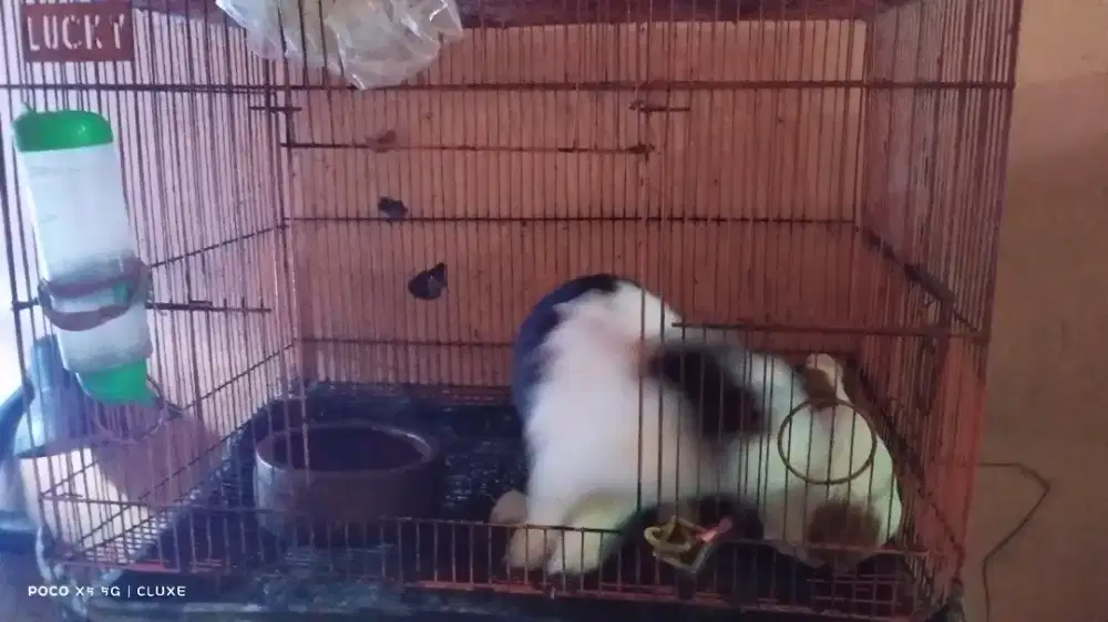 Adopsi murah daripada tidak terawat