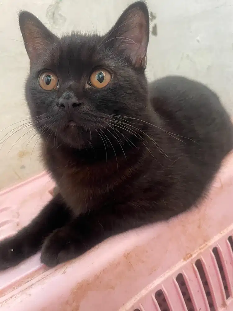 Kucing brithis shothair