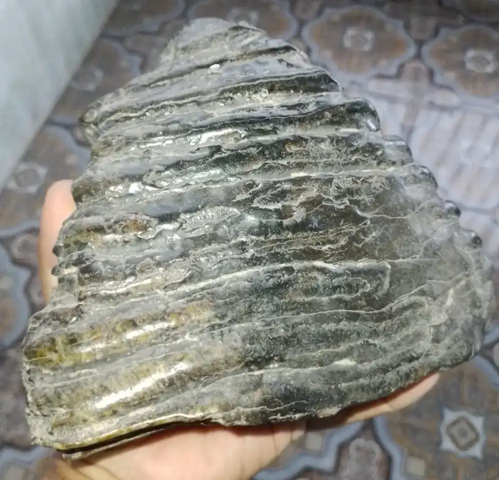 Fosil gigi geraham gajah purba