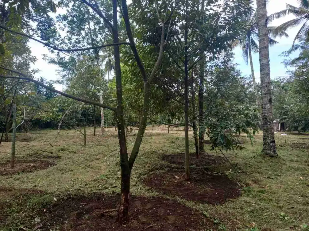 Tanah kebun Durian Sumbang Banyumas