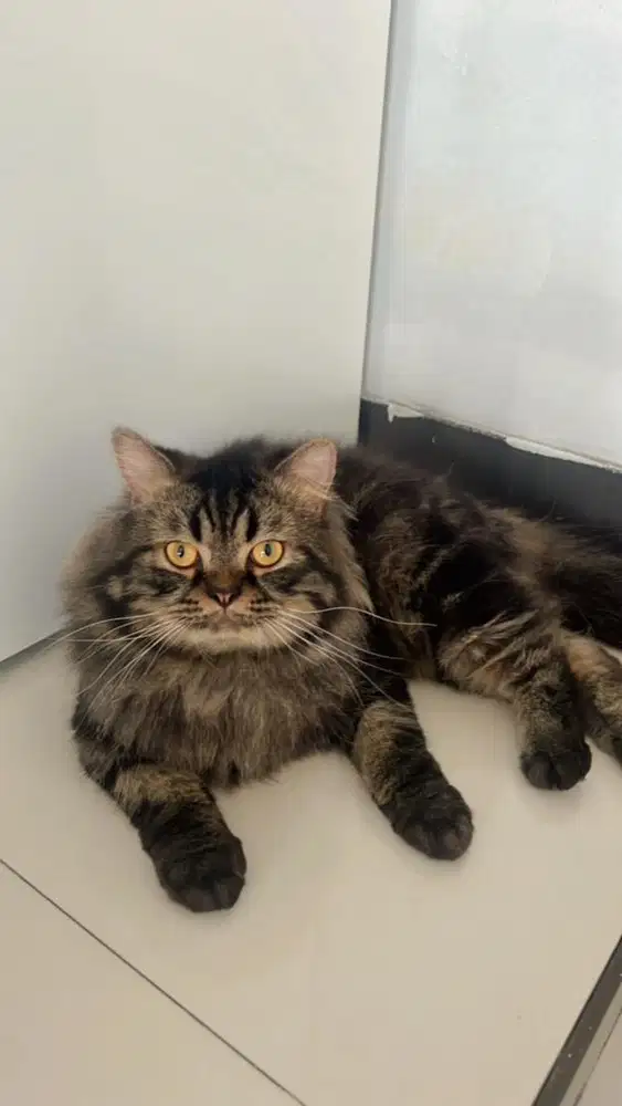 Dicari ART ( Pembantu )