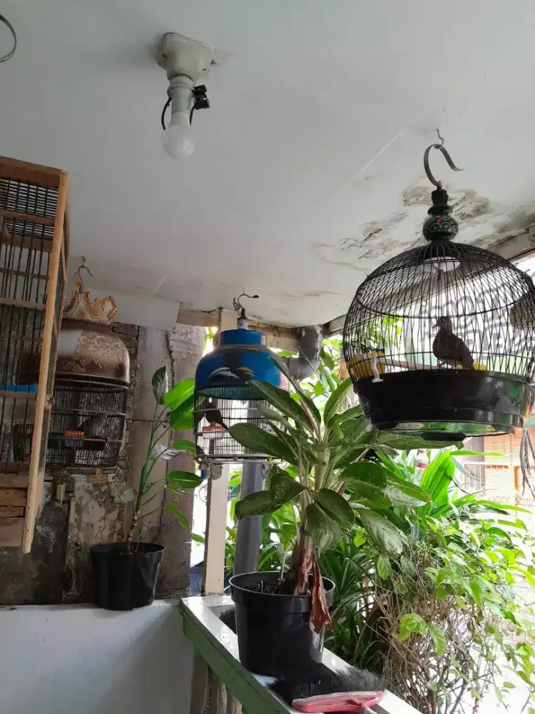 Burung perkutut  lokal