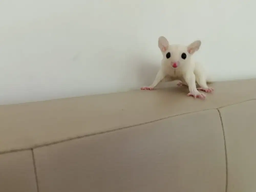 Sugar Glider Jantan Putih