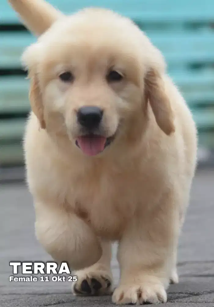 Golden retriever betina •TERRA•