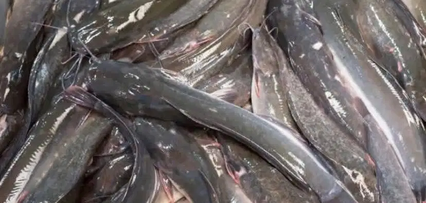 Ikan lele hidup ukuran satu kilo 12 ada sekitar 30kg