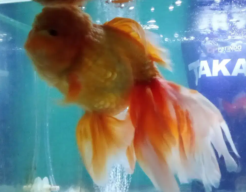 Ikan mas koki oranda