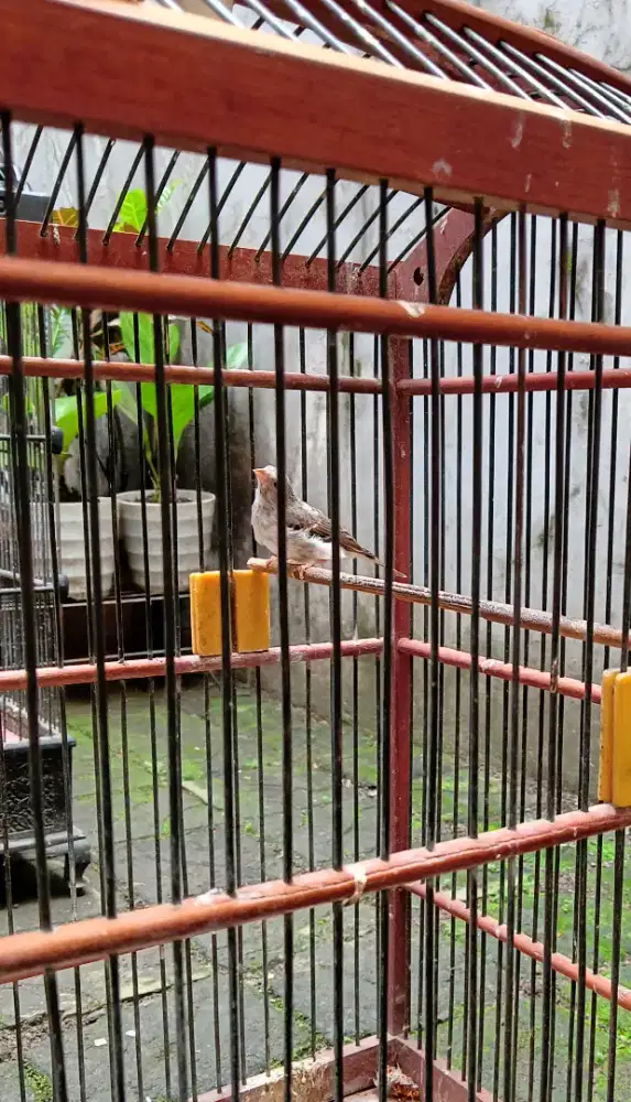 Sanger Pejantan Dewasa Burja