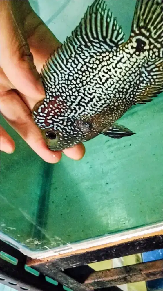 Louhan kamfa f2 thailand