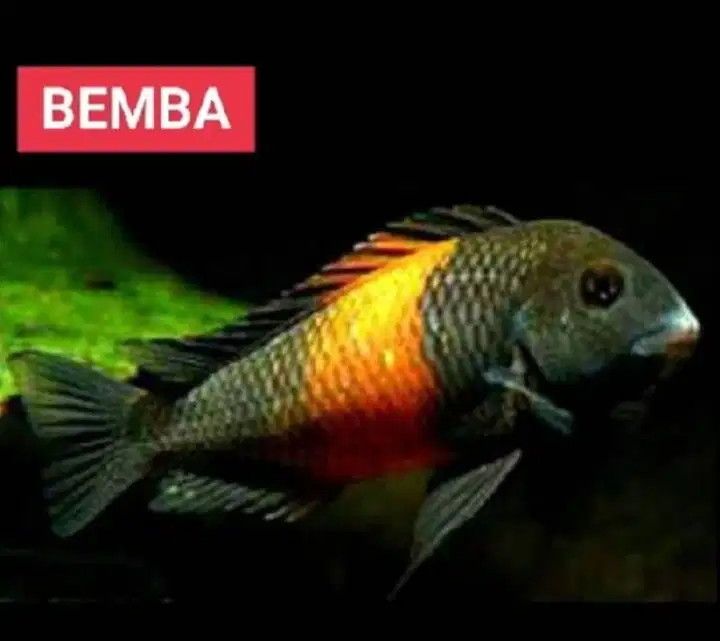 Ikan Thropeus Bemba
