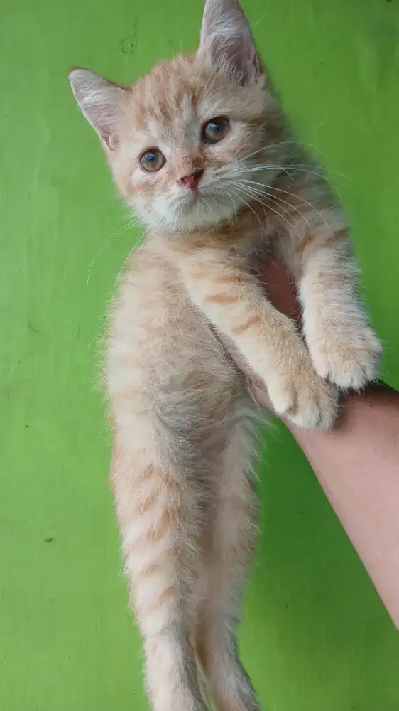 Kucing Scottish straight Jantan 2.5 bulan