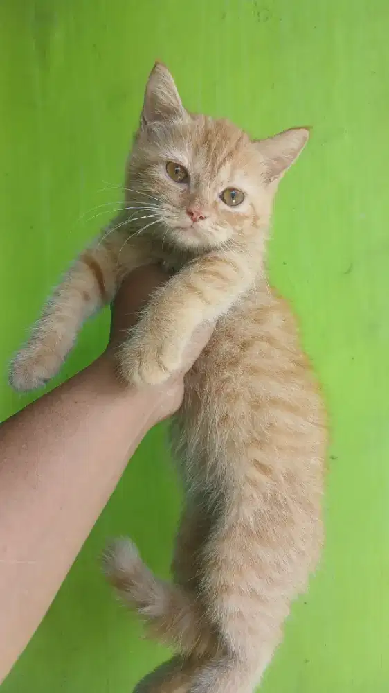 Kucing Scottish Straight Betina 2.5 bulan