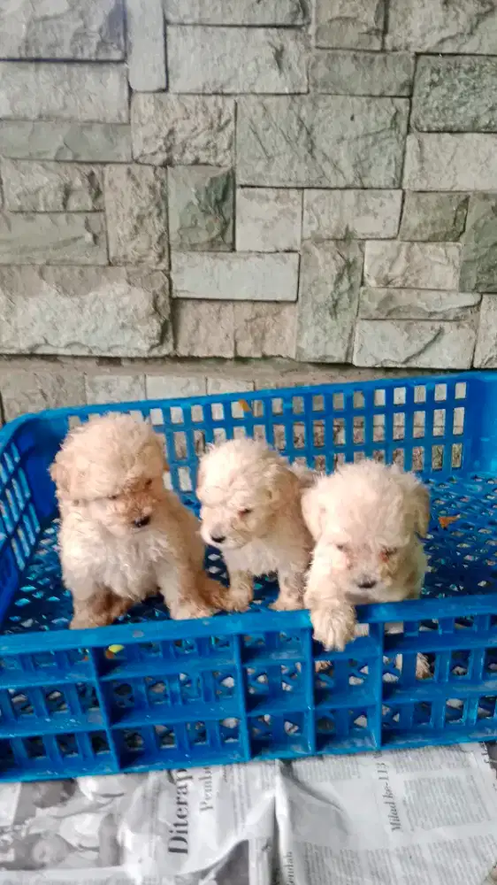 Toy Poodle Betina/Jtn