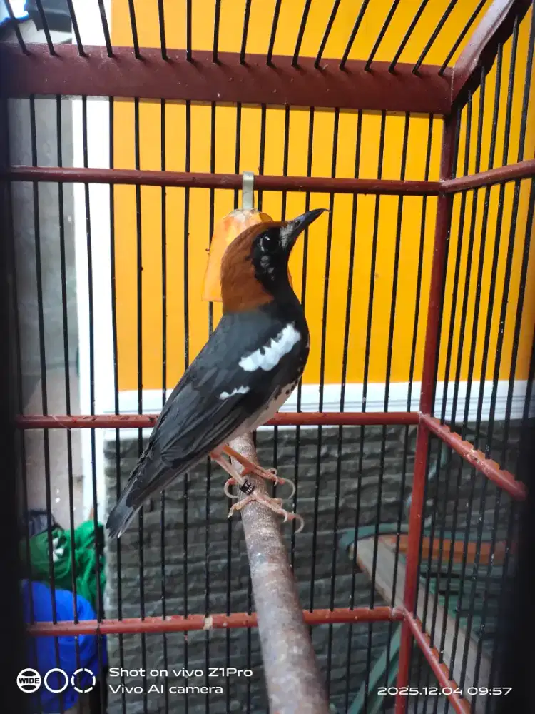 Jual Anis Kembang GACOR