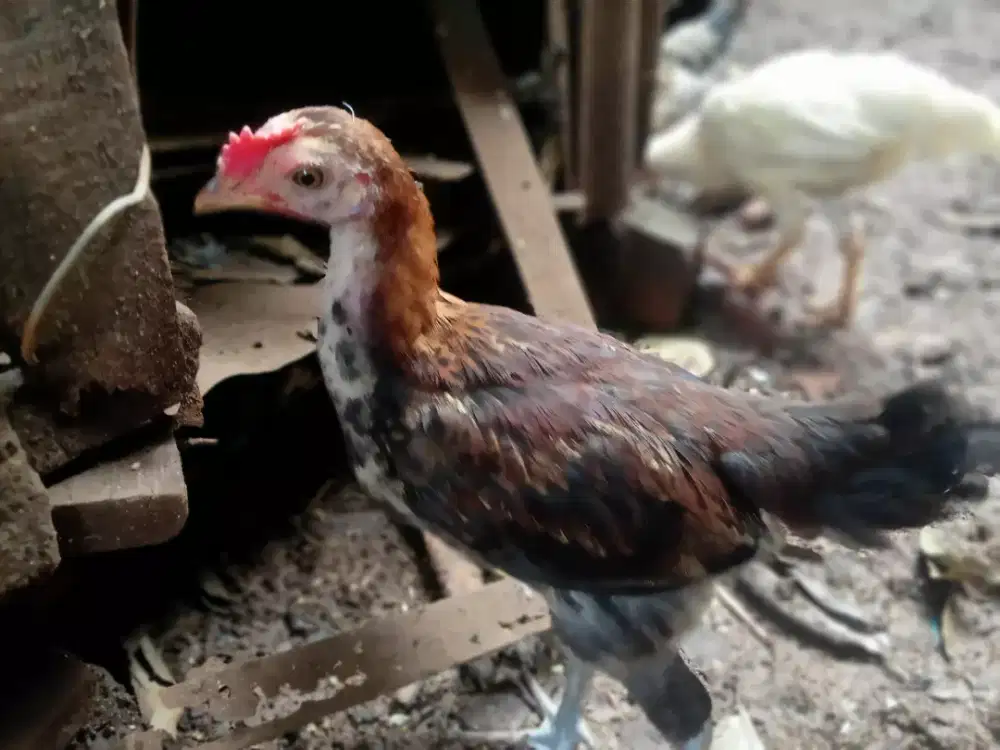 Ayam Pelung Muda (3 ekor)