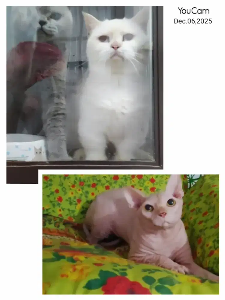 Sepasang Munchkin BSH dan Sphynx