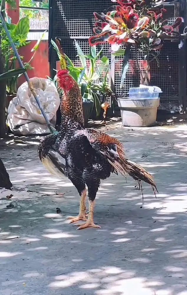 Ayam Aseel Cros Warna Super siapa cepat