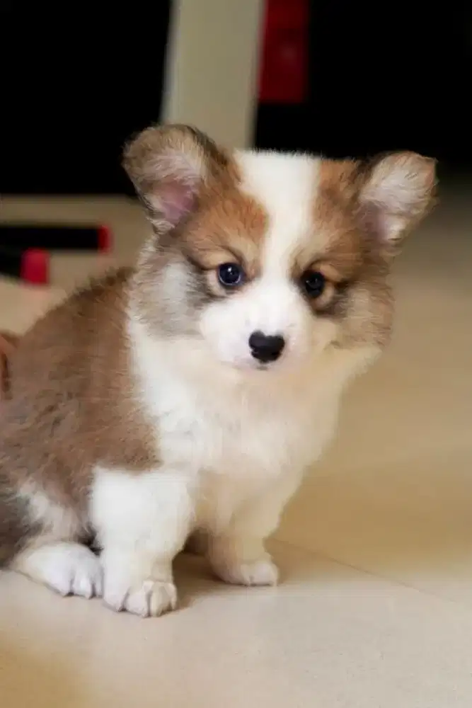 Jual anjing corgi betina super