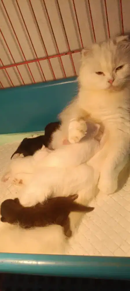 munchkin dan scottish fold