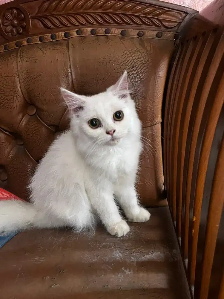 Dijual Sepasang Kucing Ras Persia