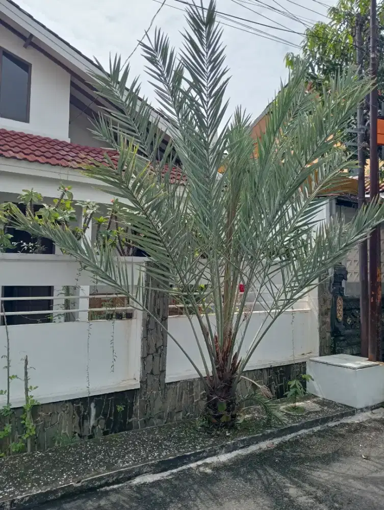 Pohon Kurma azwa jantan nego keras sampai jadi