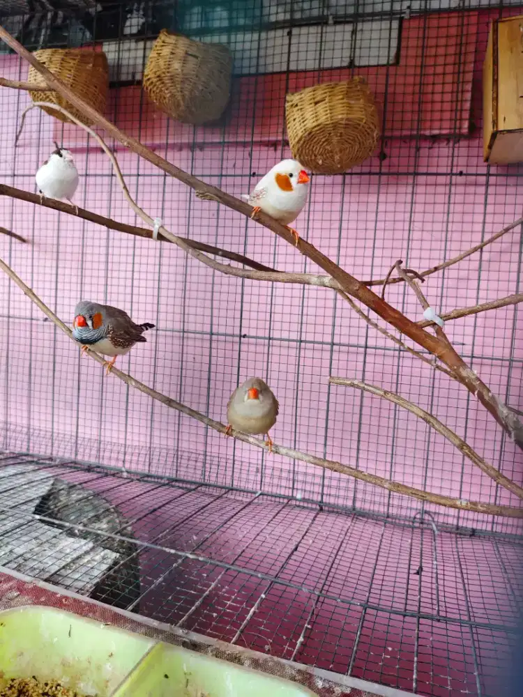 ZEBRA FINCH 2 pasang murah saja