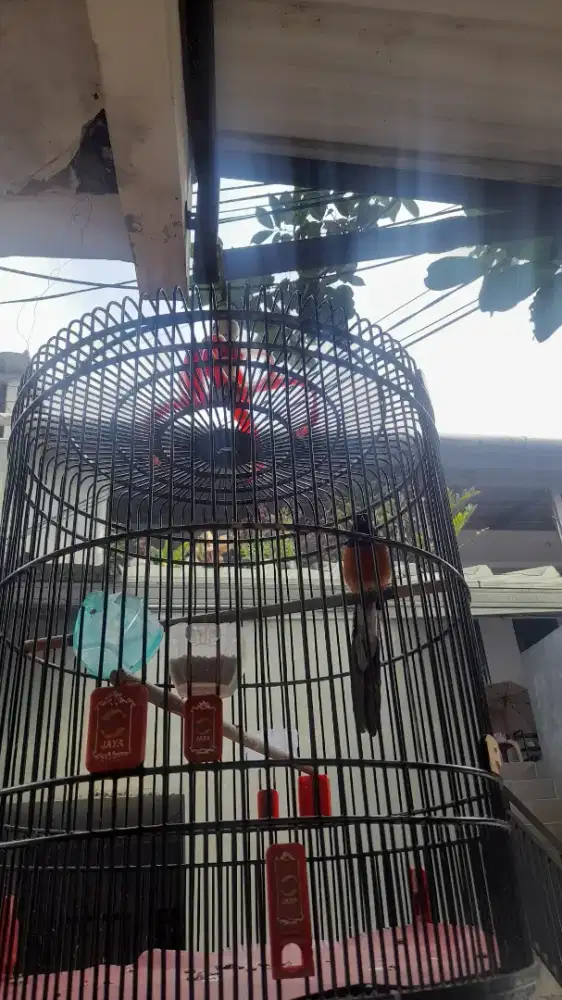 Murai hutan lokasi pdk cabe