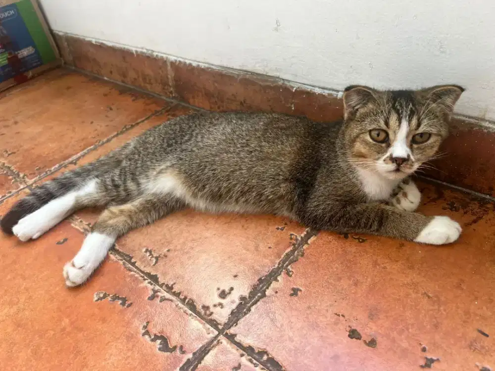 Kucing Scottish Fold
