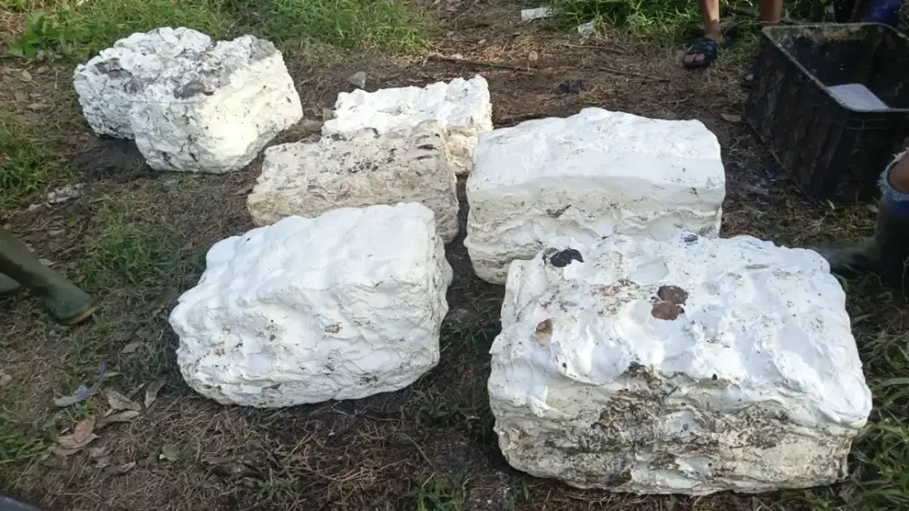 Dicari khusus penyadap pemantang karet yang mau kerja keras serius