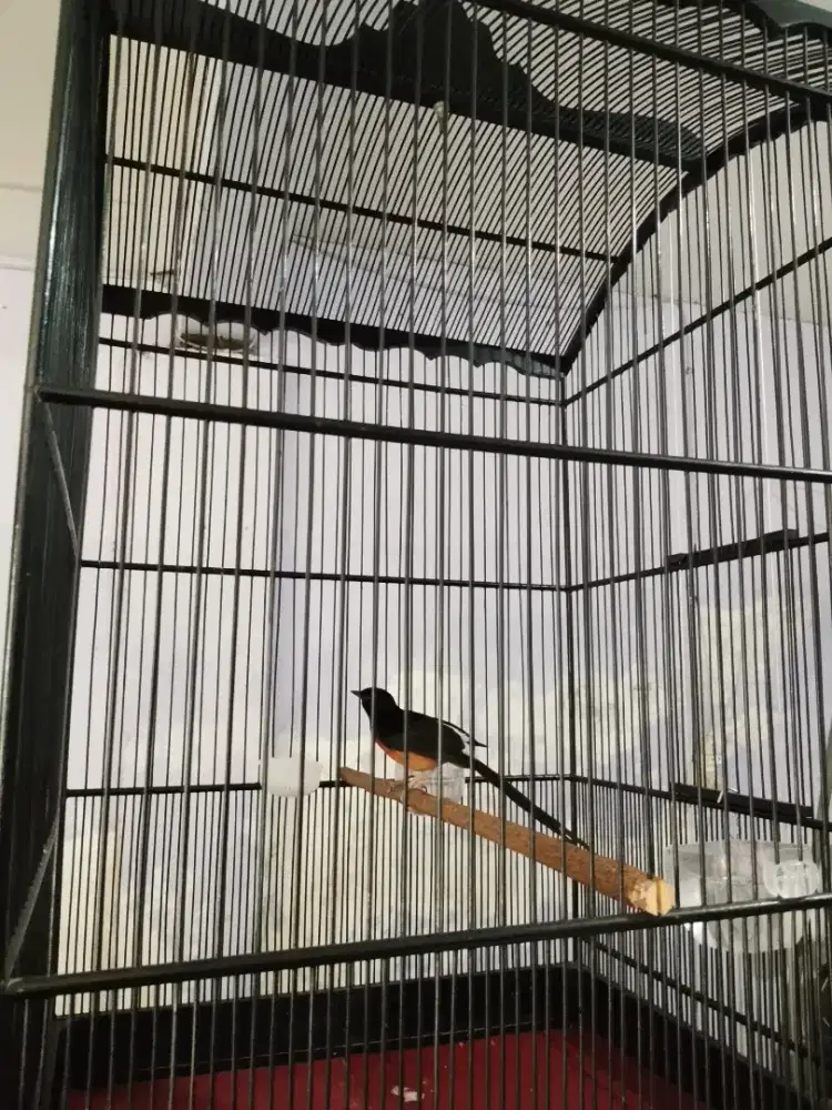 Murai batu,muda hutan, fighter. Fullset