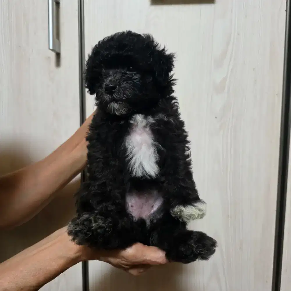 Anakan poodle mix bichon silver white