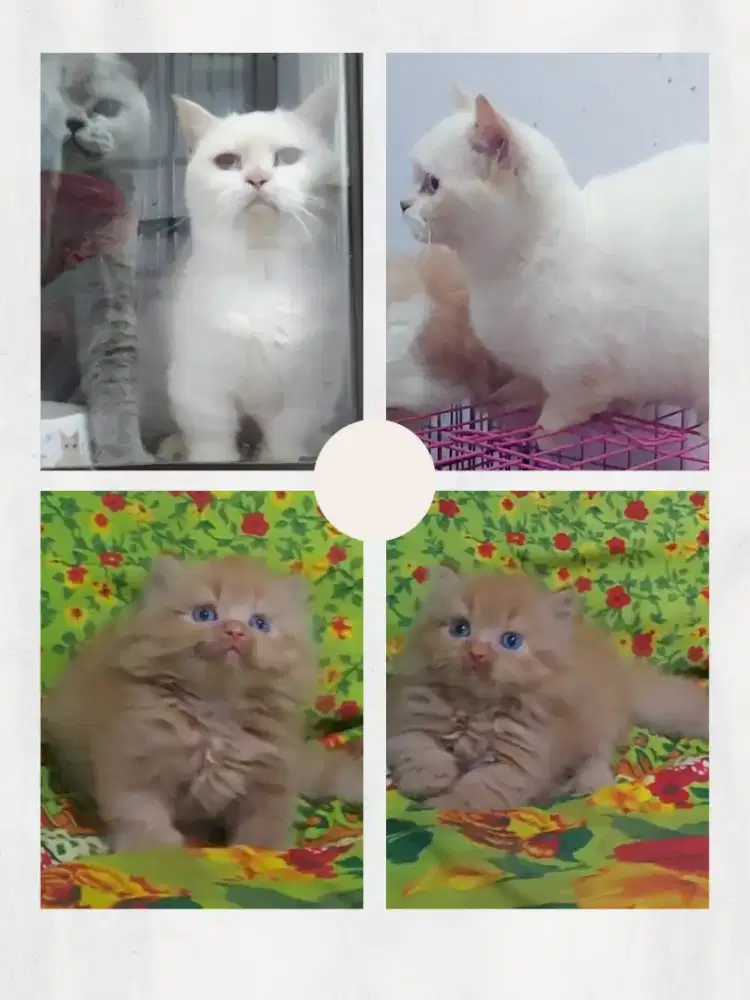 Sepasang Cebol Munchkin BSH dan Munchkin Minuete