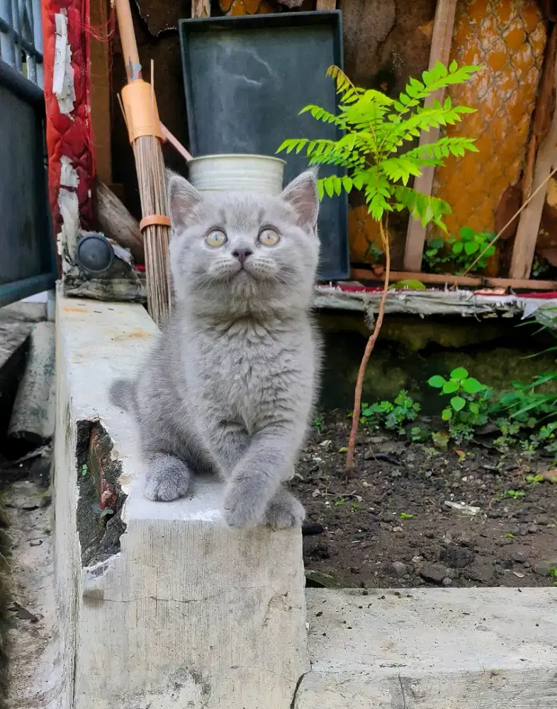 BSH munchkin NS kitten