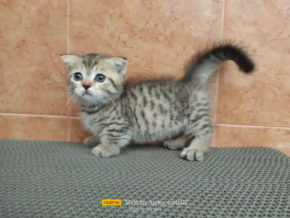 Kitten Munchkin gaelic fold betina