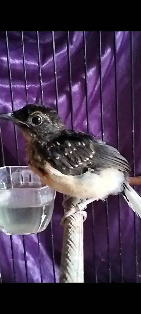 Murai batu trotol trah Arco