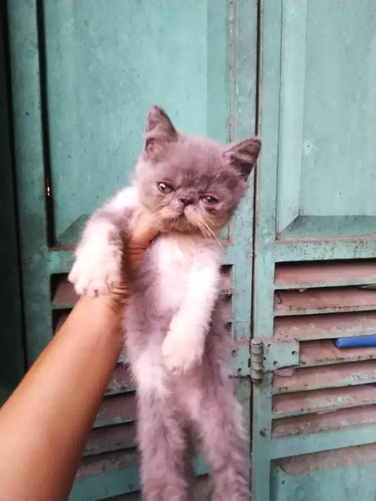 Kucing persia kitten
