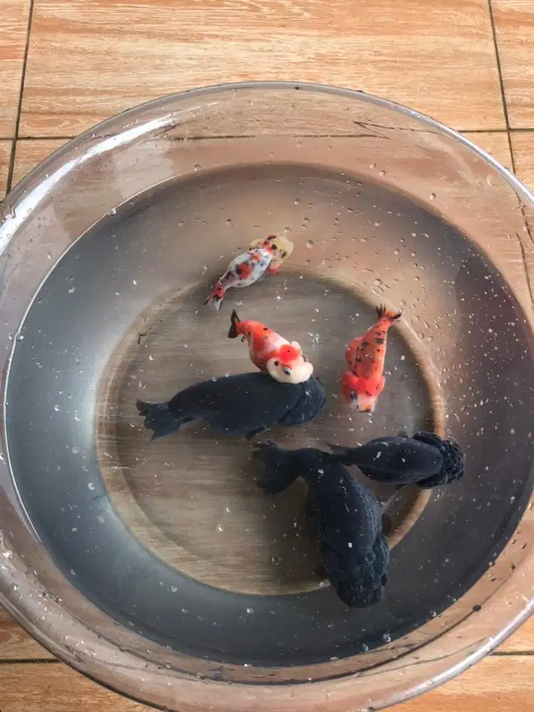 Mas Koki Ranchu Multi Size