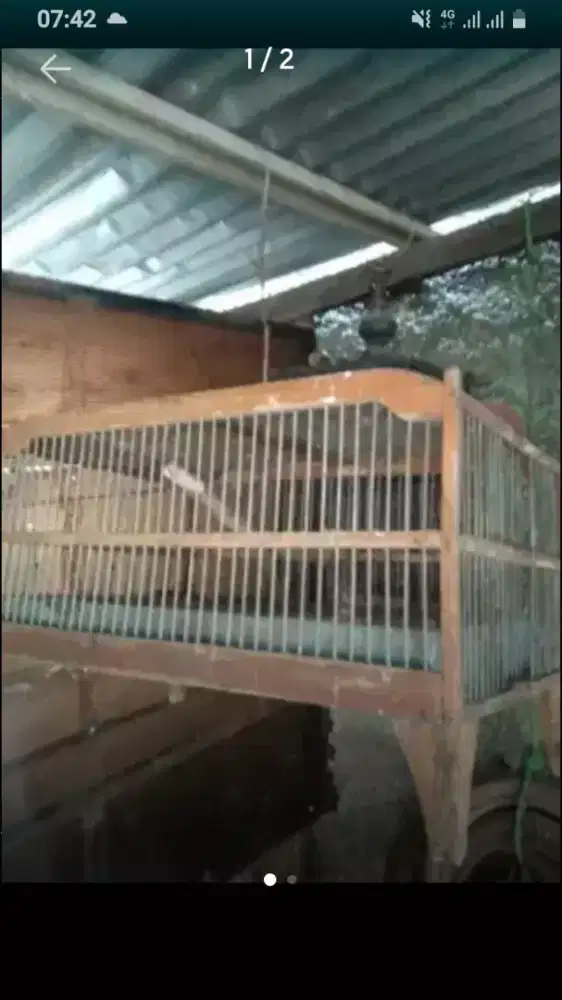 Kandang buat mandiin burung murah bahan kayu jati dan besi
