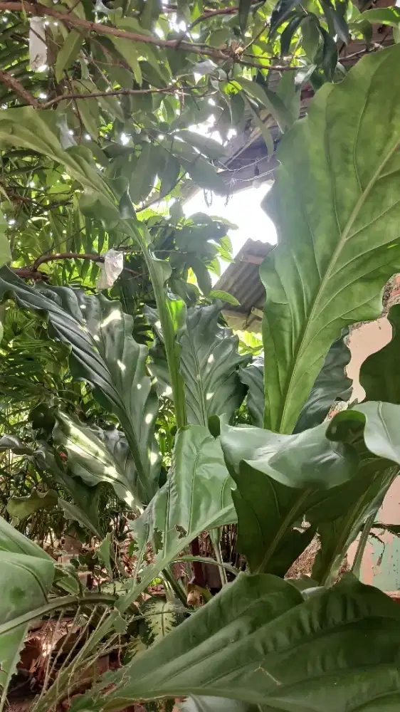 tanaman gelombang cintaa super big size, ada 2 pohon