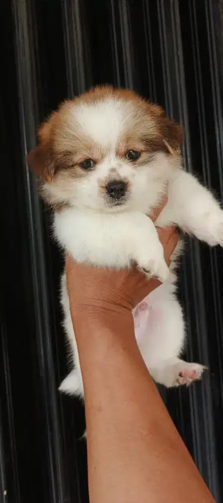 SHIHTZU MIX POM JANTAN