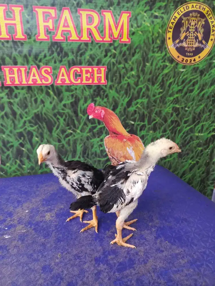 Ayam siam murni lhk