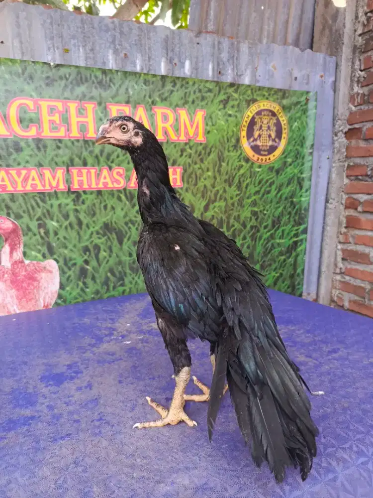 Ayam betina aseel parrot ori
