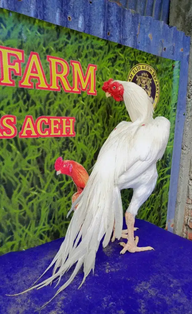 Ayam aseel parrot ori
