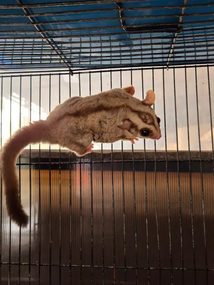 Sugar glider caramel